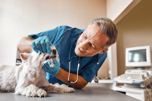 Best Pediatric Emergency Dentist in Lake Dallas, TX